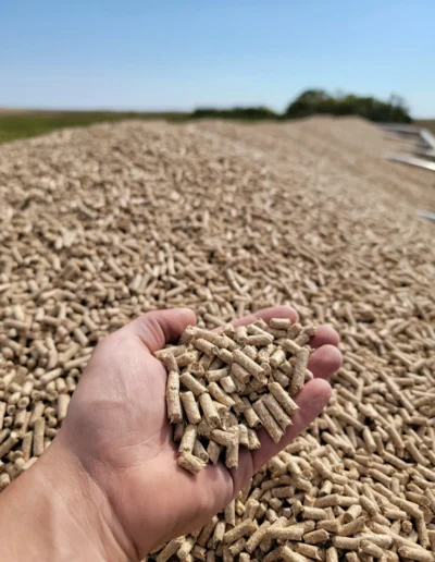 A hand holds a handful of pellets, with a large pile of pellets blurred in the background.