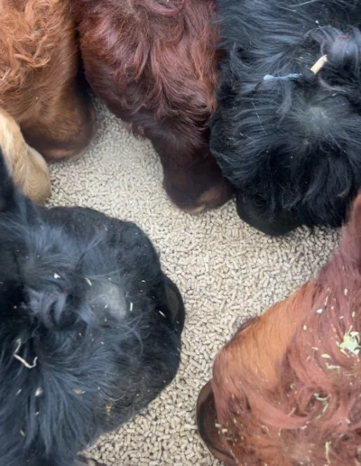 Cattle eating pellets