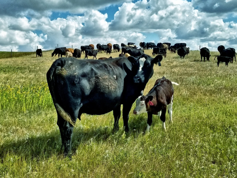 Cattle