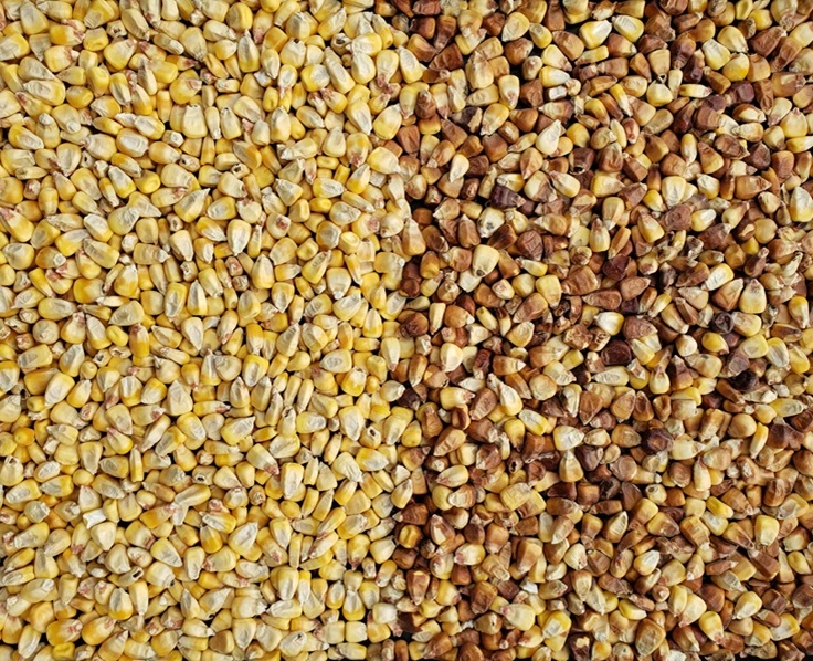 Colour Sorted Corn