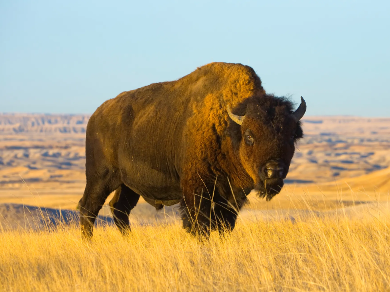 bison